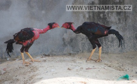 Střední Vietnam - dva kohouti na dvorku sousedů po mnoha bojích